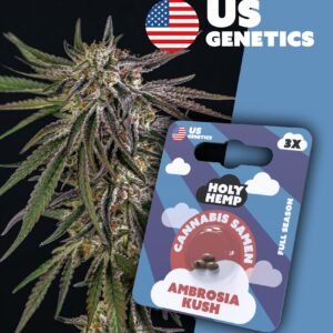 Ambrosia Kush - Cali Seeds