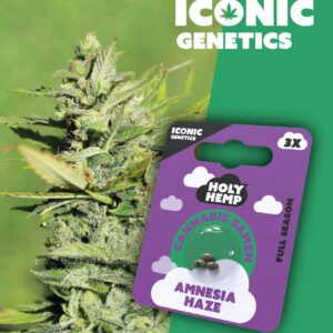 Amnesia Haze - Iconic Seeds
