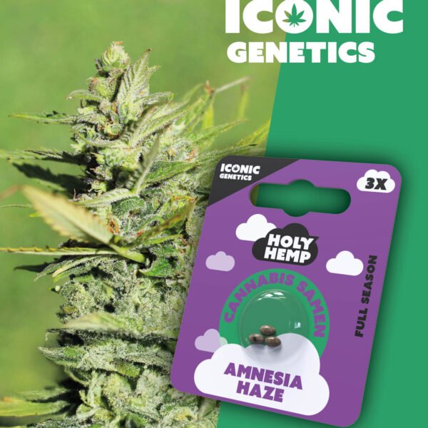 Amnesia Haze - Iconic Seeds