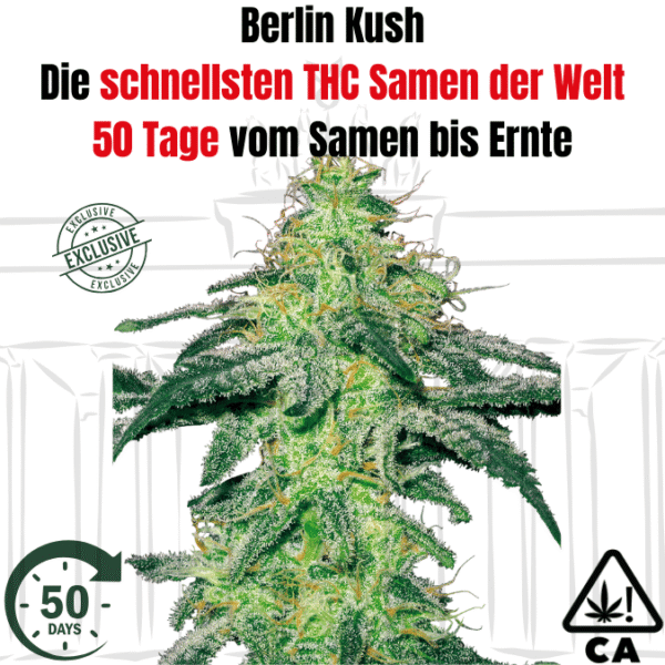 Berlin Kush F1 – Die schnellsten THC Cannabis Samen für den Eigenanbau - 50 Tage von Samen bis Ernte