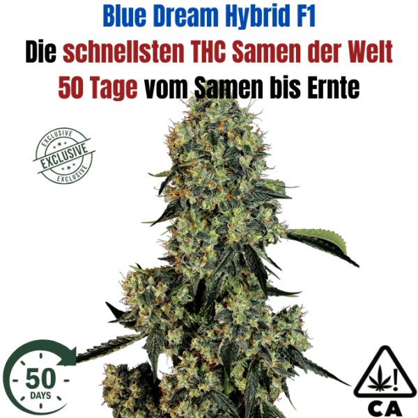 Blue Dream F1 Hybrid THC Cannabis Samen – Die schnellsten der Welt - 50 Tage von der Keimung bis zur Ernte