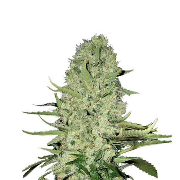 Mandarine Punch Cannabis Samen - Indica Dominant - Autoflowering - ab dem 01.04.2024 verfügbar