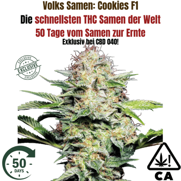 Cookies F1 Cali Weed THC Samen – 50 Tage – Autoflower – Die schnellsten Cannabis Samen der Welt