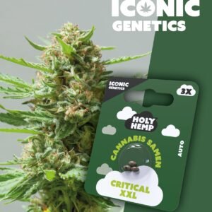 Critical XXL - Iconic Seeds