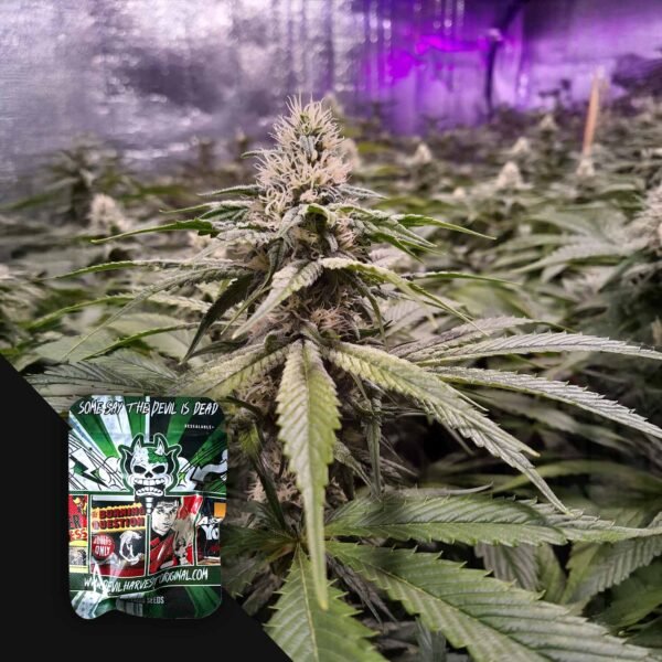 Strawberry Sour Diesel