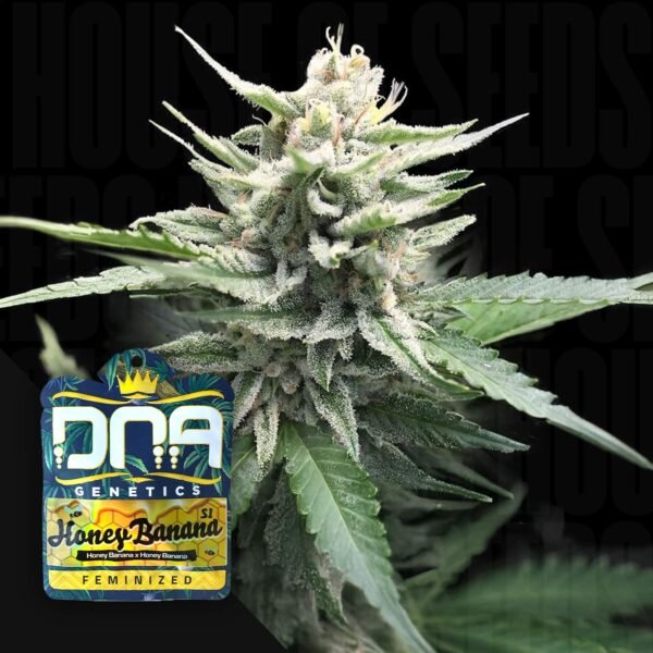 Honey Banana S1
