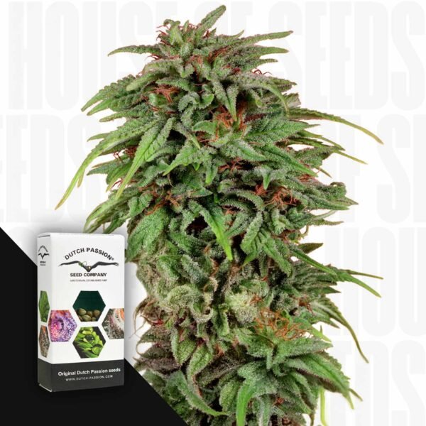 Durban Poison