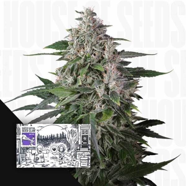 Karels Haze