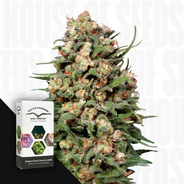 Skunk #1