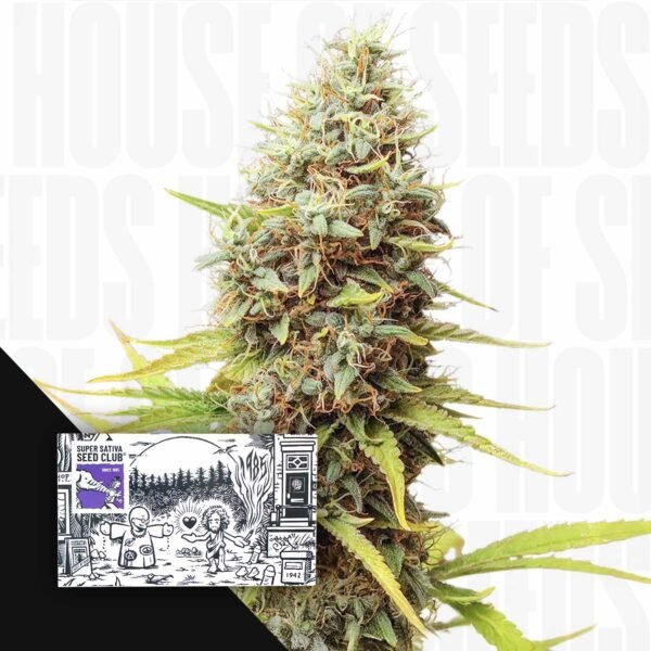 Sour Tangie Dawg