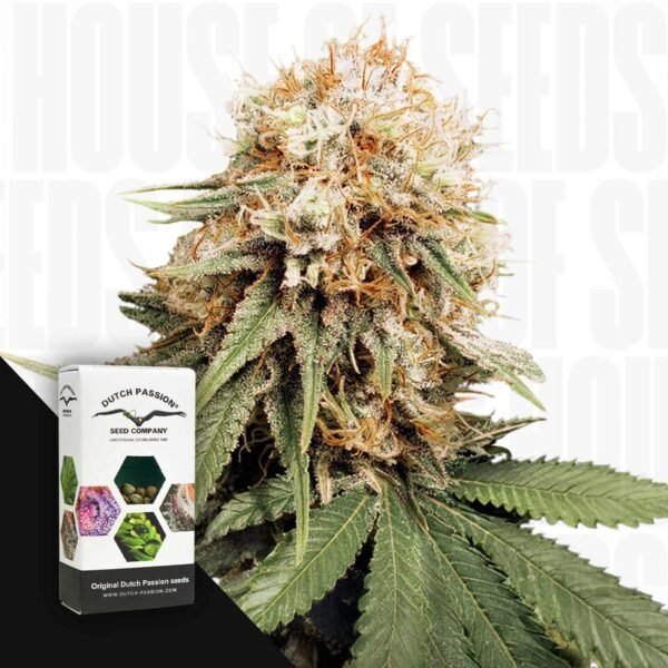 White Widow