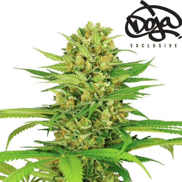 Doja OG Kush Cali Weed Cannabissamen - Feminisierte Autoflower / Automatic Indica - Cali Weed
