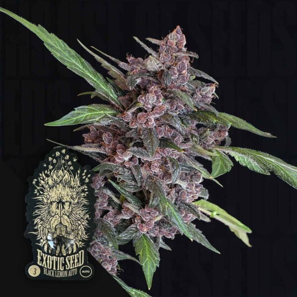 Black Lemon Auto