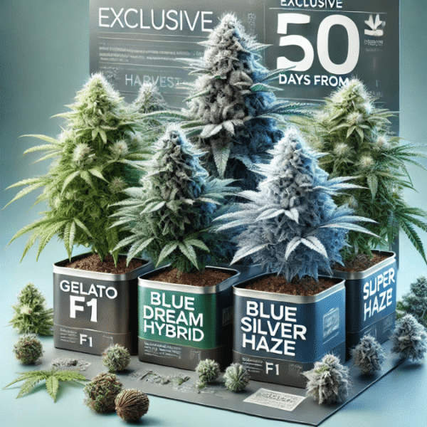 F1 - Cannabis Samen Bundle - Small - 4 Sorten zum Preis von 3