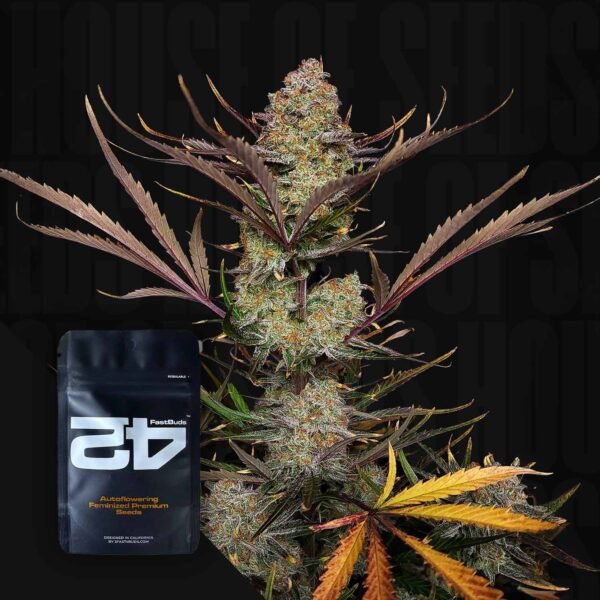 Auto Apricot