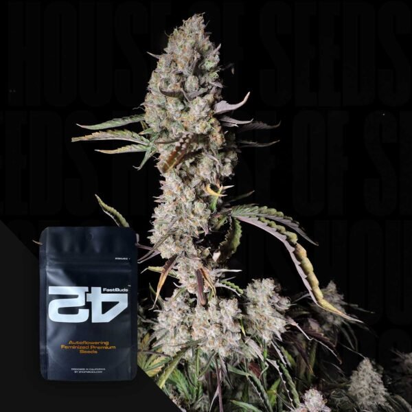 Gorilla Zkittlez Auto