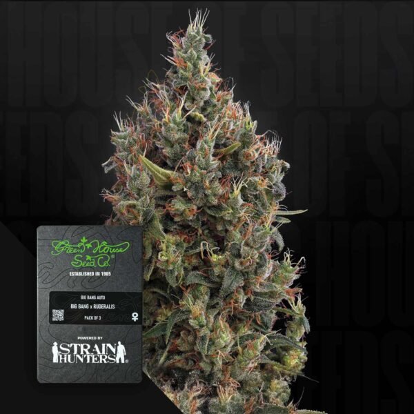Big Bang Auto