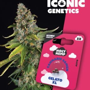Gelato XL - Iconic Seeds