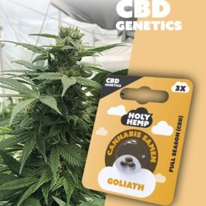 Goliath - CBD Genetics