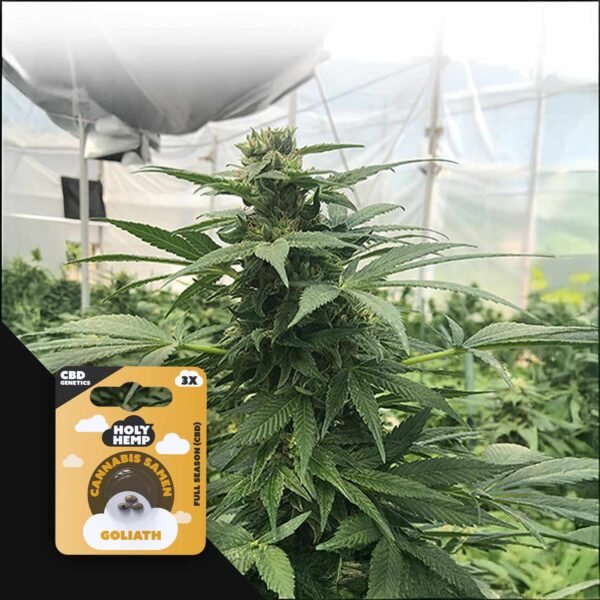 Goliath - CBD Genetics