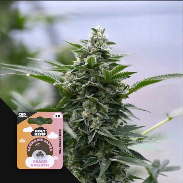 Peach Goliath - CBD Genetics