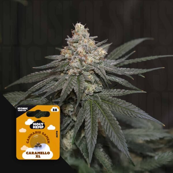 Caramello XL