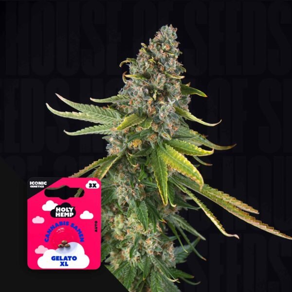 Gelato XL