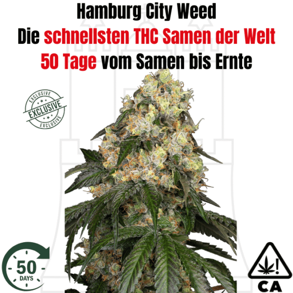 THC Hamburg City Weed F1 – Die schnellsten THC Cannabis Samen der Welt!