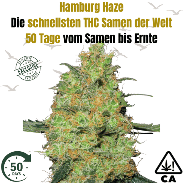 THC Hamburg Haze F1 – Die schnellsten THC Sativa-Cannabis Samen für den Eigenanbau