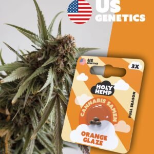 Orange Glaze - Cali Seeds