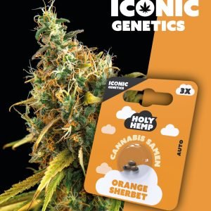 Orange Sherbet - Iconic Seeds