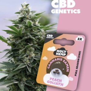 Peach Goliath - CBD Genetics