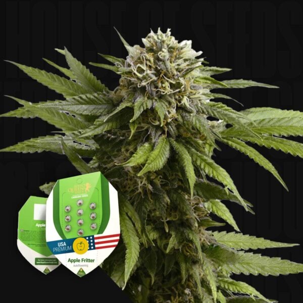 Apple Fritter AUTO