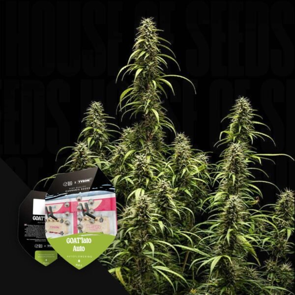 GOAT´lato AUTO