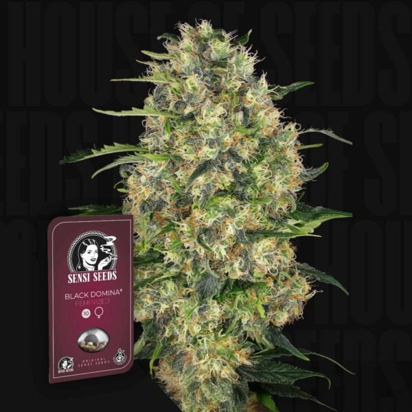 Black Domina