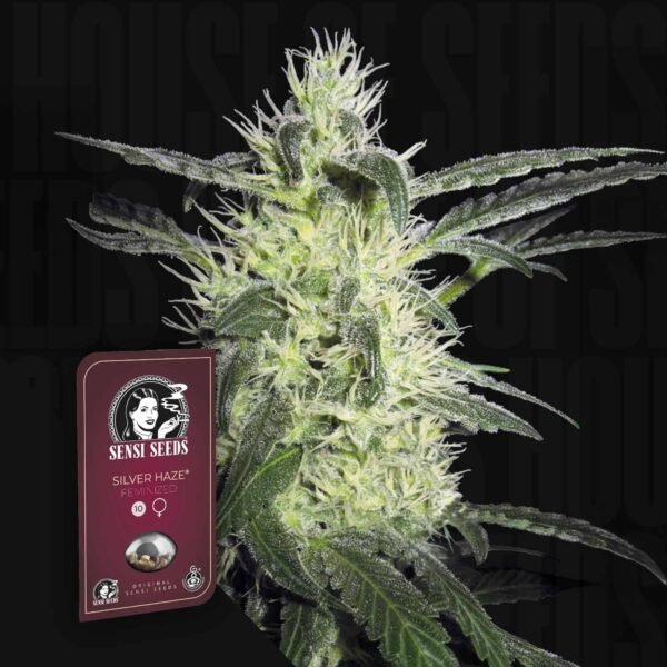 Purple Haze