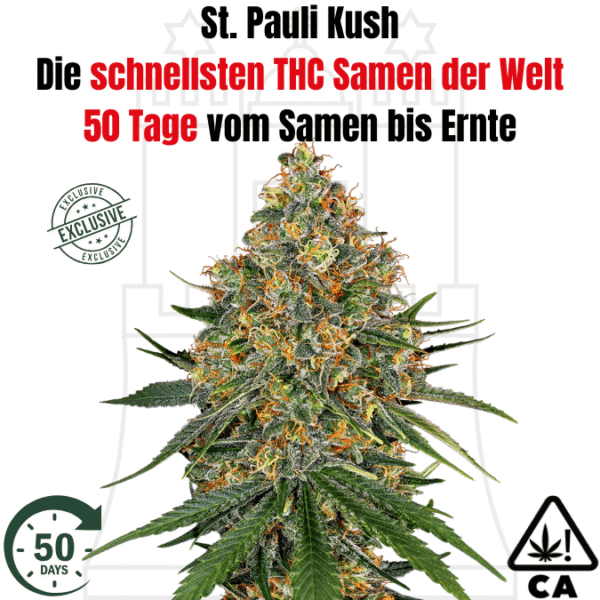 THC St. Pauli Kush - Die schnellsten THC Cannabis Samen für den Eigenanbau - 50 Tage von Samen bis Ernte