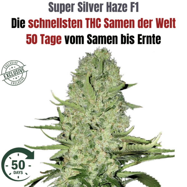 Super Silver Haze Hybrid F1 – Die schnellste Cannabissamen der Welt - 50 Tage von Keimung bis zur Ernte