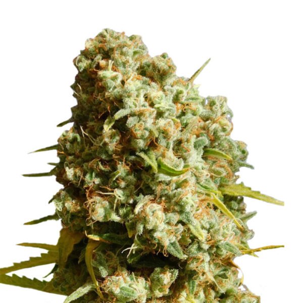 Northern Lights Autoflowering 040 Samen - ab dem 01.04.2024 verfügbar