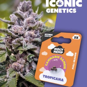 Tropicana - Iconic Seeds