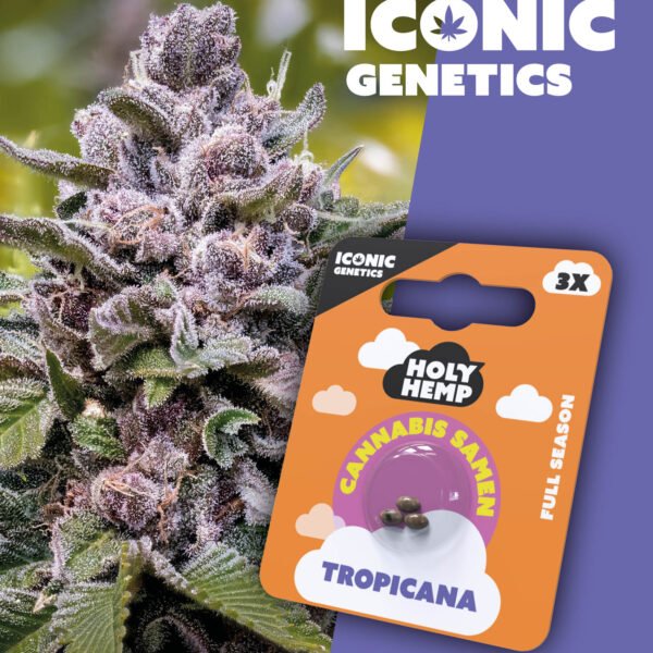 Tropicana - Iconic Seeds