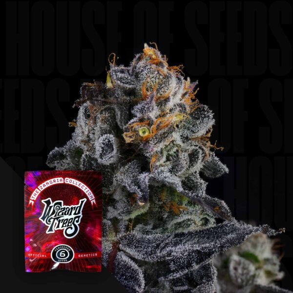 Papaya Drip X Zangria (6 Samen | Feminisiert) - Wizard Trees