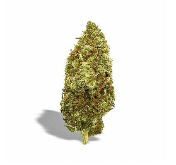 THCP Blüten Amnesia Haze 040 - 10% THCP