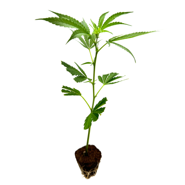 Blue Zushi - Steckling