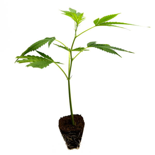 Critical+ 2.0 - Steckling