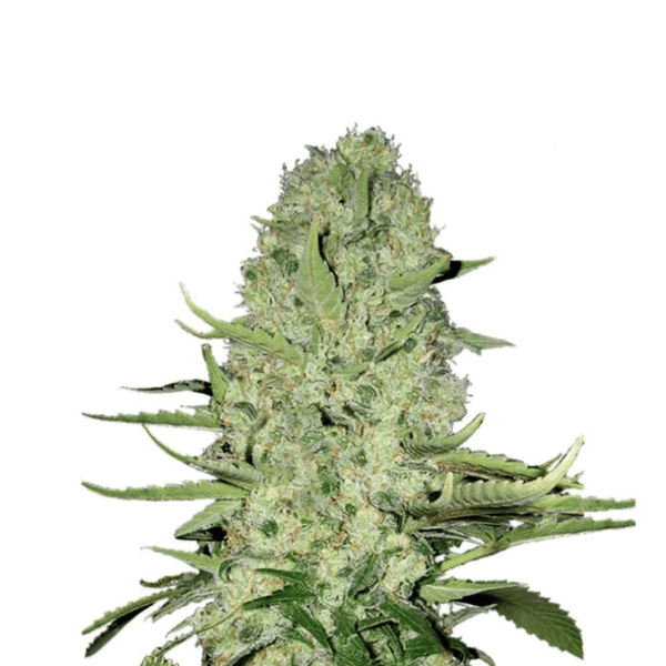 Jack Herer Automatic Cali Strain Cannabis Samen - Autoflower - F1 Samen