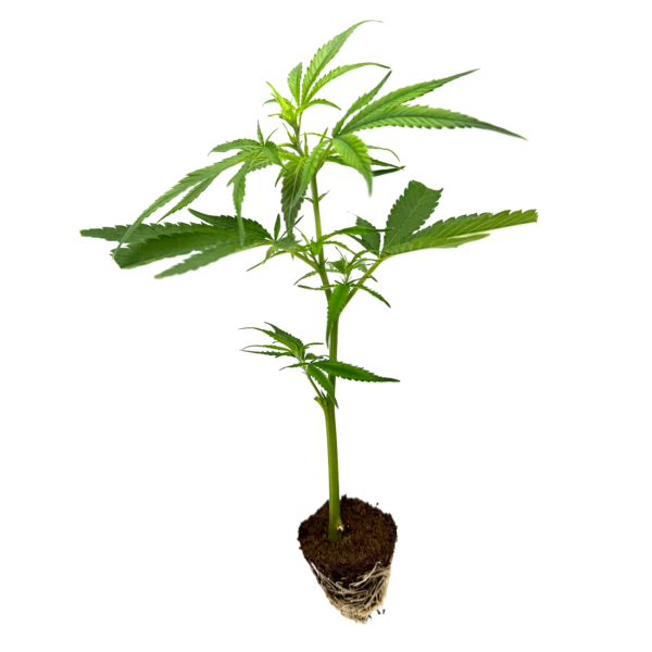 Mandarin Cookies R1 V2 - Steckling