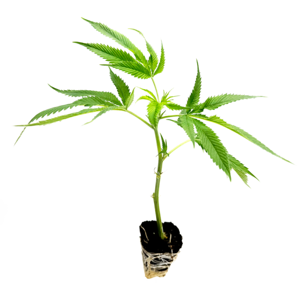 Mango Kush - Steckling