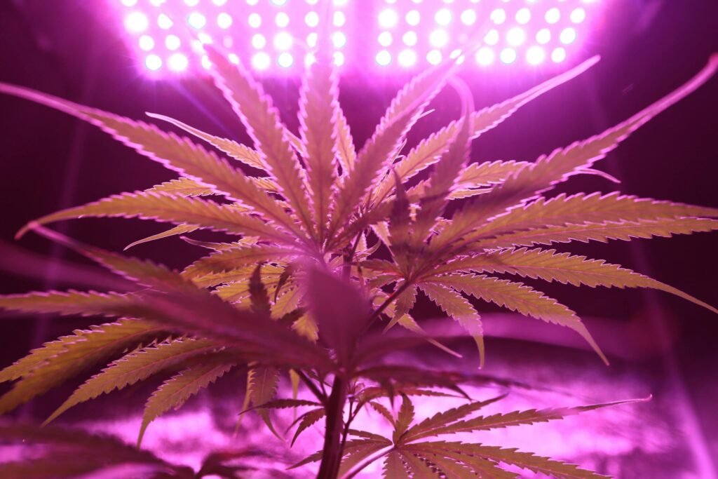 cannabis pflanze die im growzelt steht