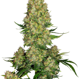 Skunk #1 Autoflowering Cannabis Samen - ab dem 01.04.2024 verfügbar